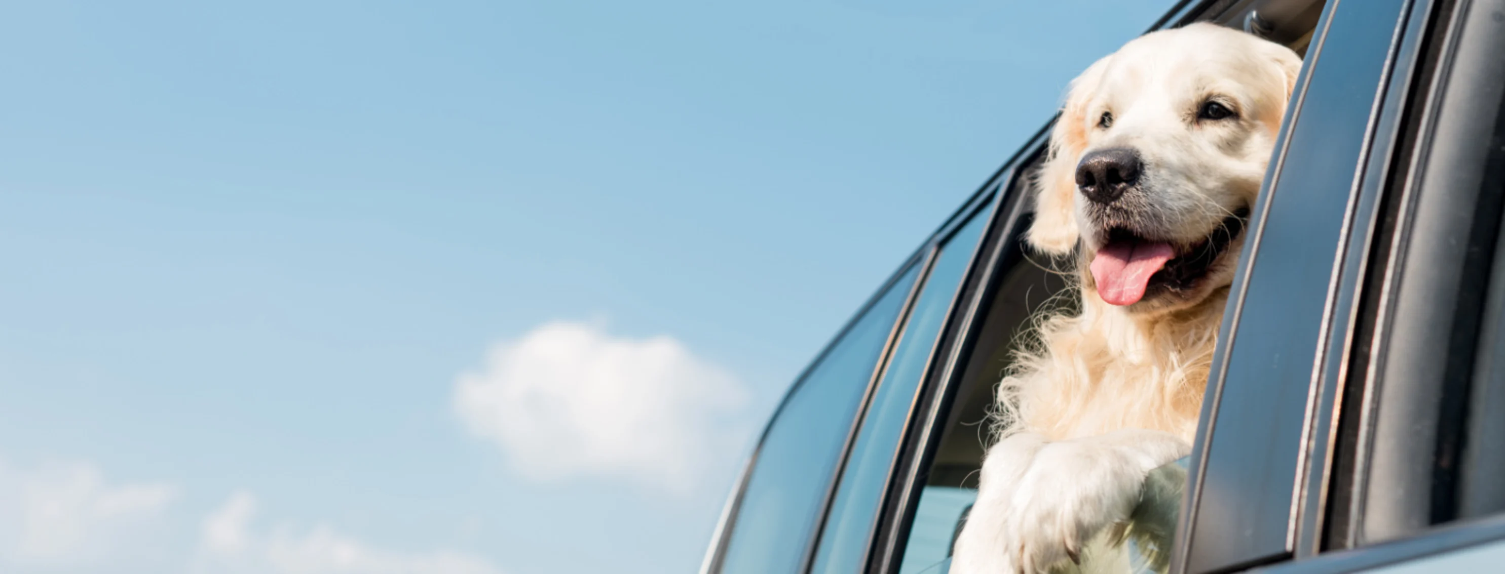 Golden Retreiver (Dog) Looking Out a Car Window