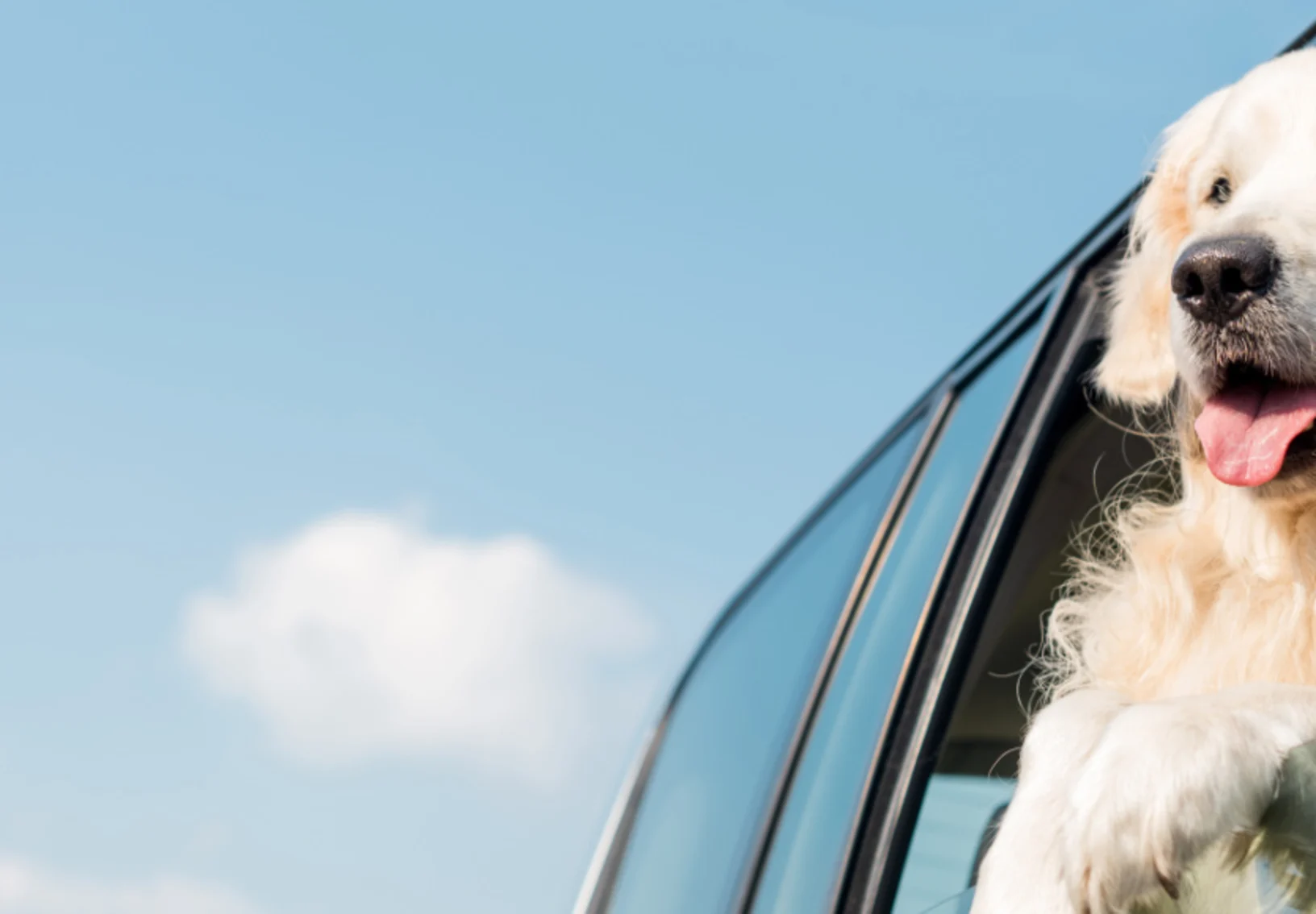 Golden Retreiver (Dog) Looking Out a Car Window