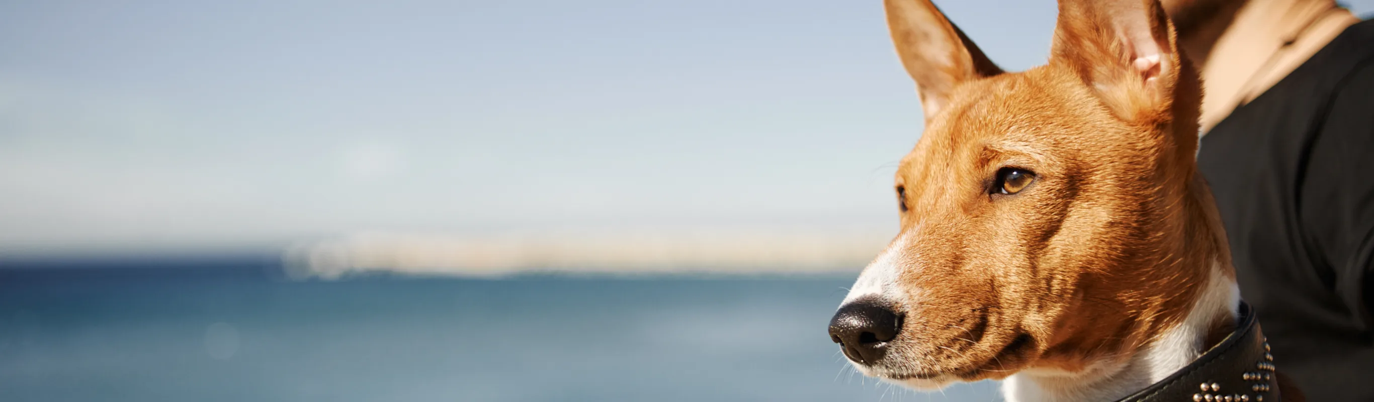 man and dog looking at the ocean man and dog looking at the ocean