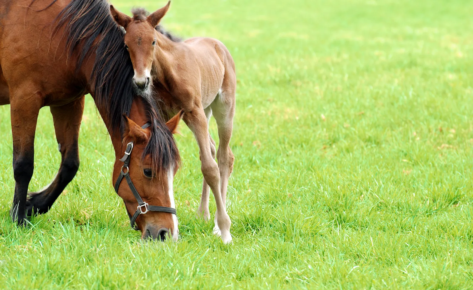 A mare with a foal A mare with a foal