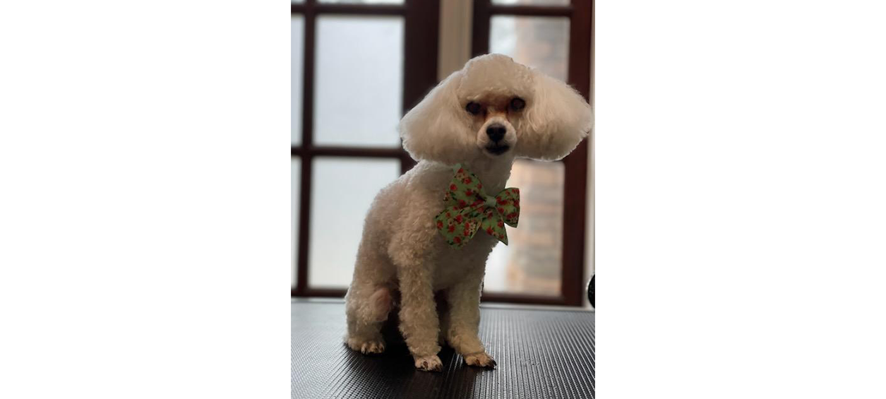 White dog with colorful bow