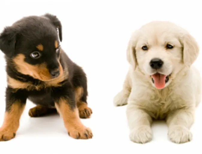 Two puppies Two puppies