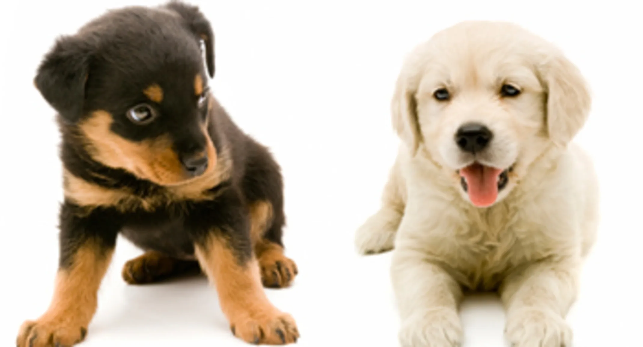 Two puppies Two puppies