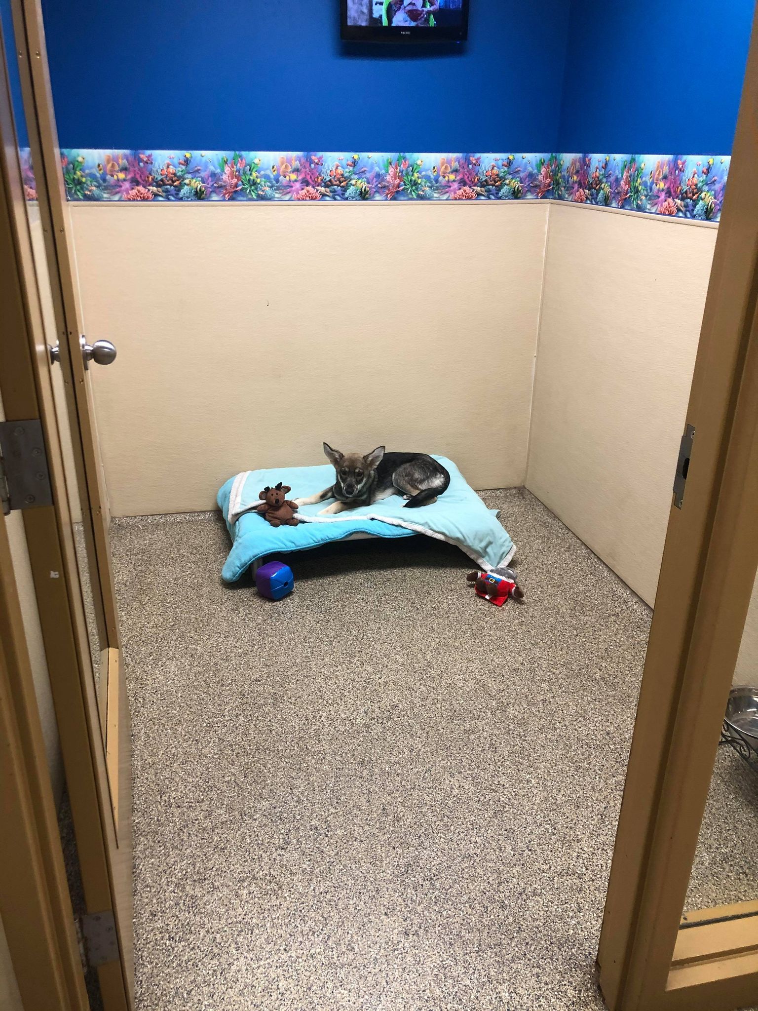 Vacation on the Reef 5 with dog on bed