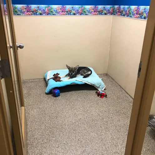 Vacation on the Reef 5 with dog on bed Vacation on the Reef 5 with dog on bed