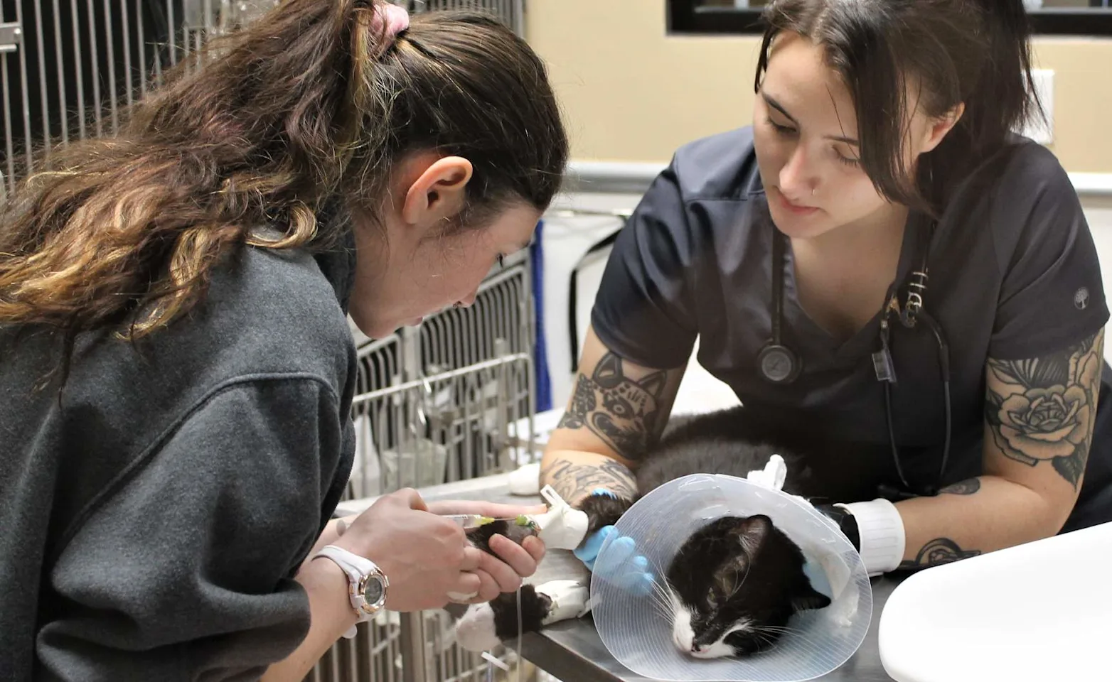 Staff administering a vaccine to a cat Staff administering a vaccine to a cat