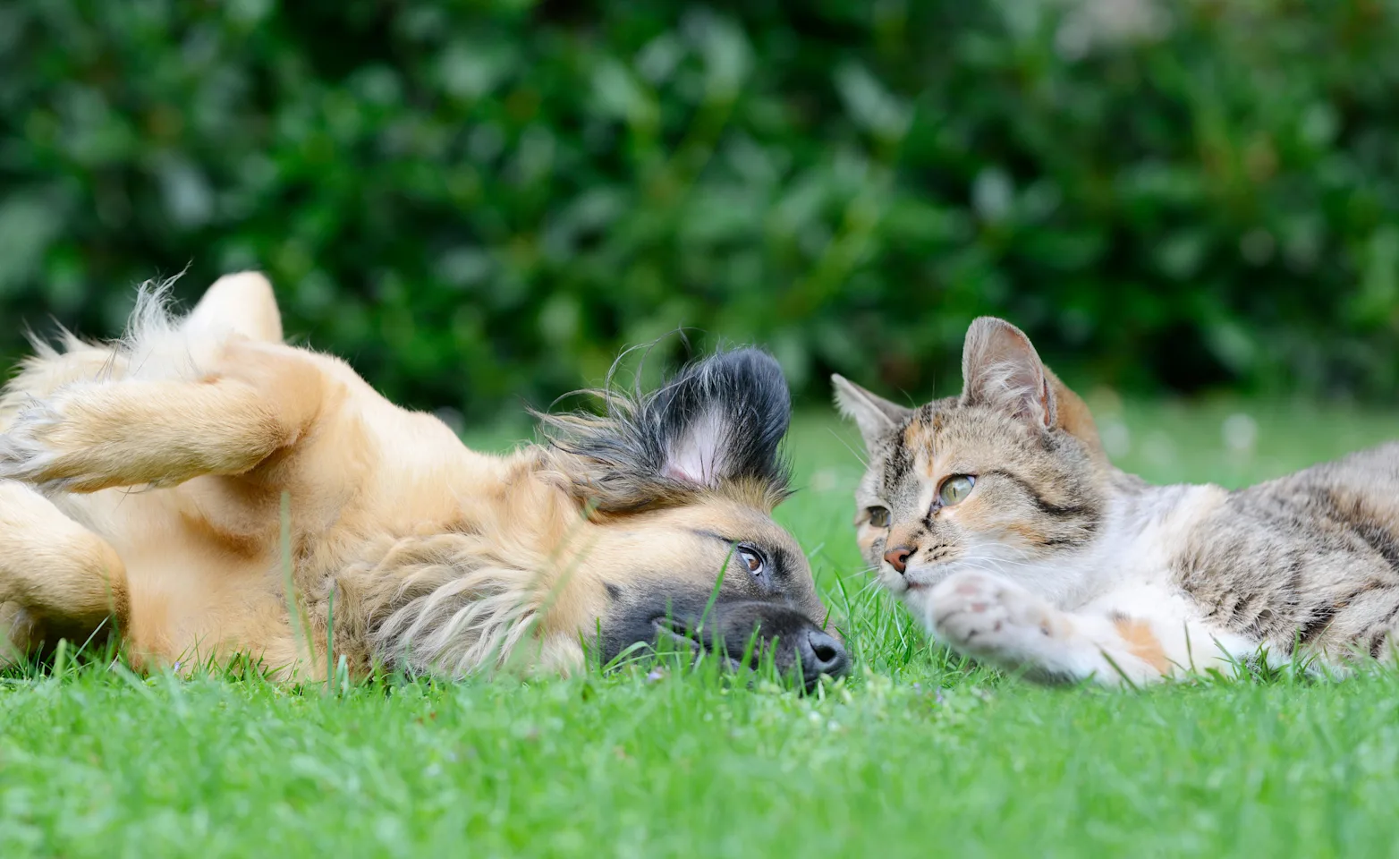 Dog and cat laying in the grass Dog and cat laying in the grass