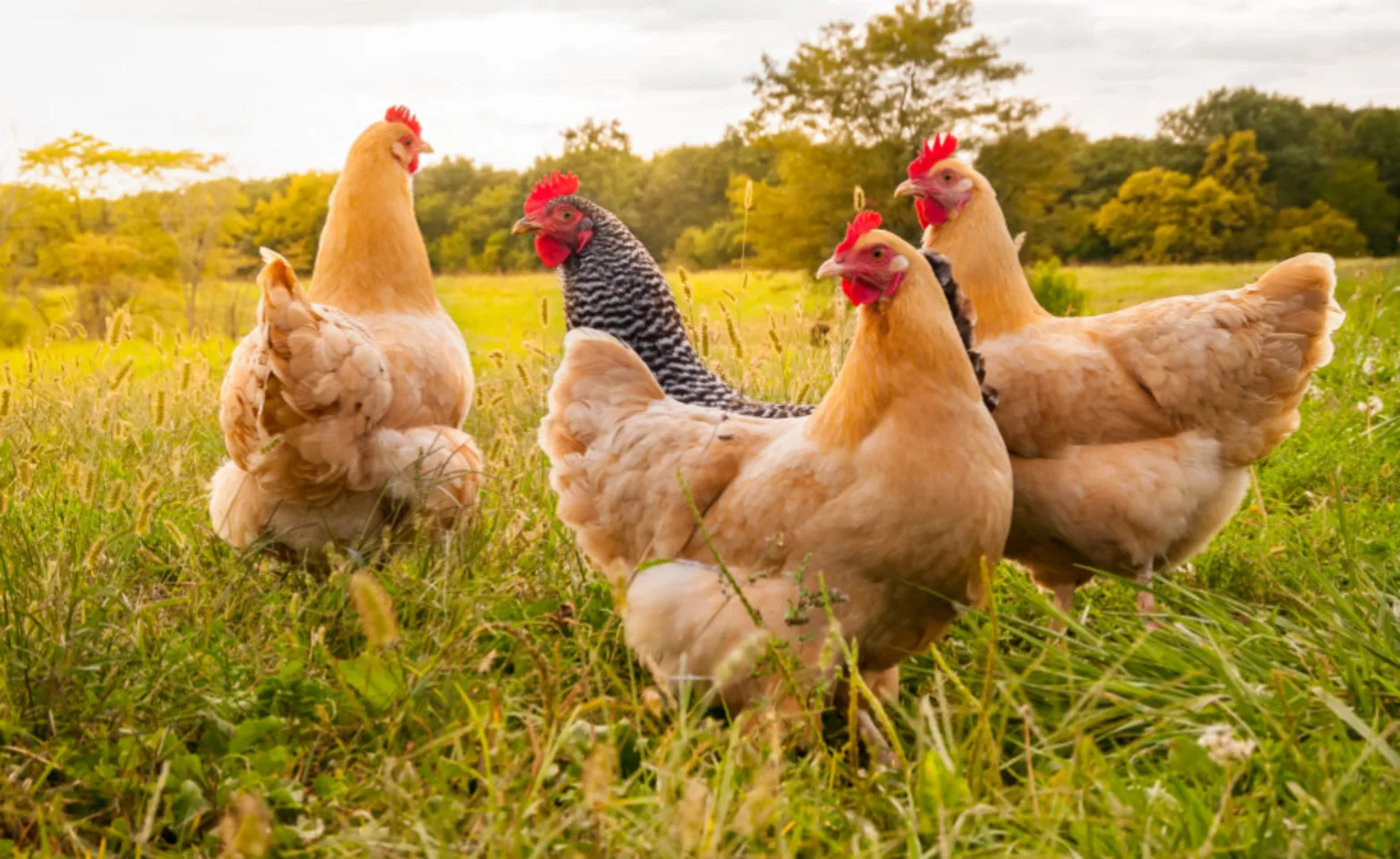 4 chickens standing in a field 4 chickens standing in a field