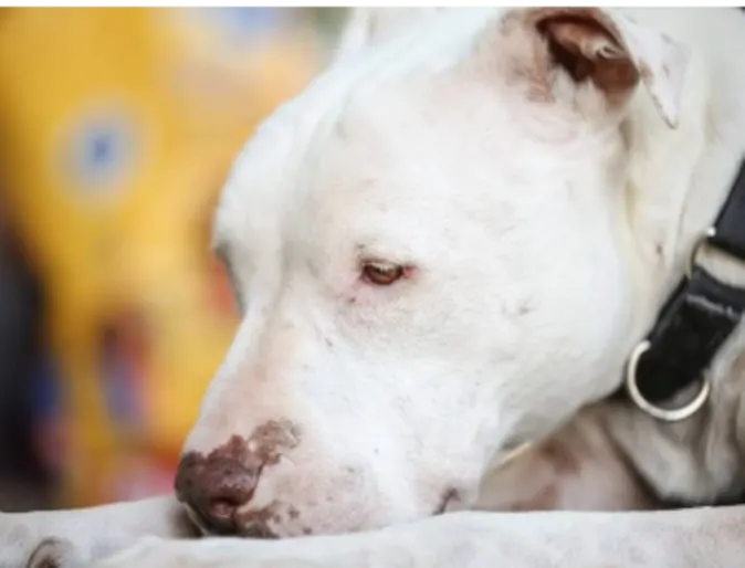A white dog placing their head between their paws A white dog placing their head between their paws