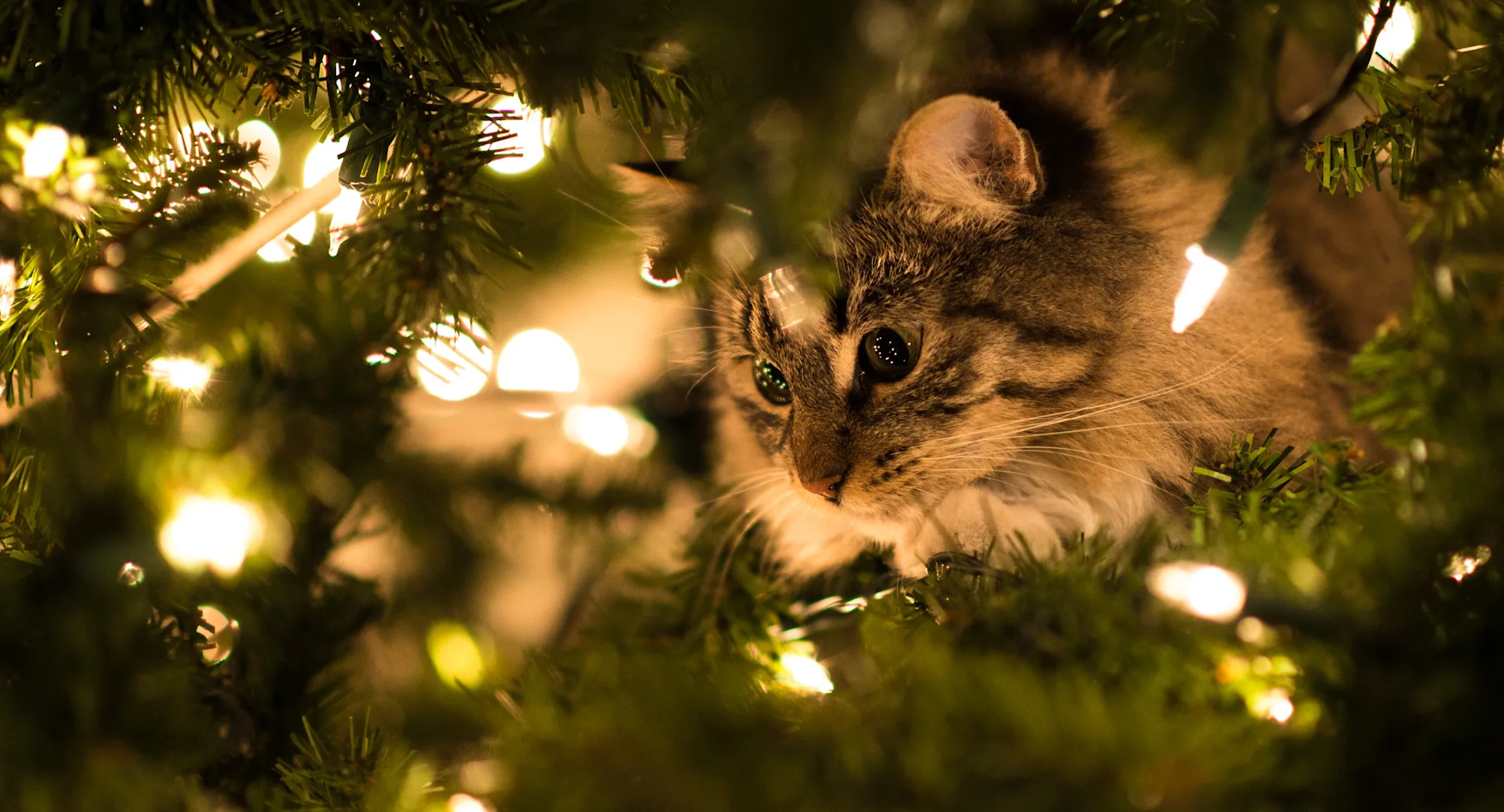 Grey Tabby Cat Inside of Christmas Tree with Decorative Lights Around Them. 