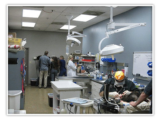 Staff and medical equipment at Forest Hill Animal Hospital