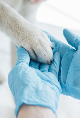 Cat pay being held by hand in blue gloves