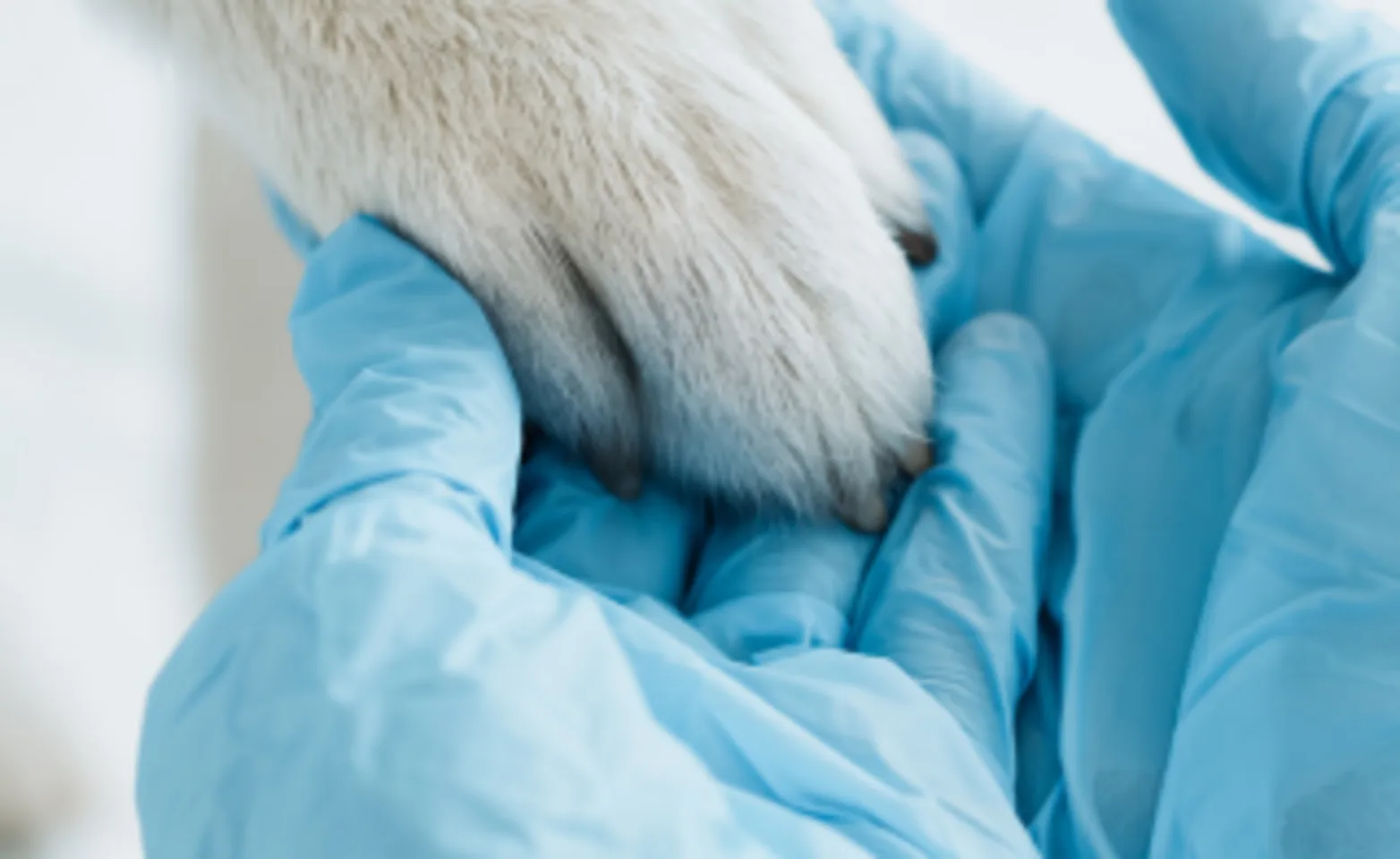 Cat pay being held by hand in blue gloves Cat pay being held by hand in blue gloves