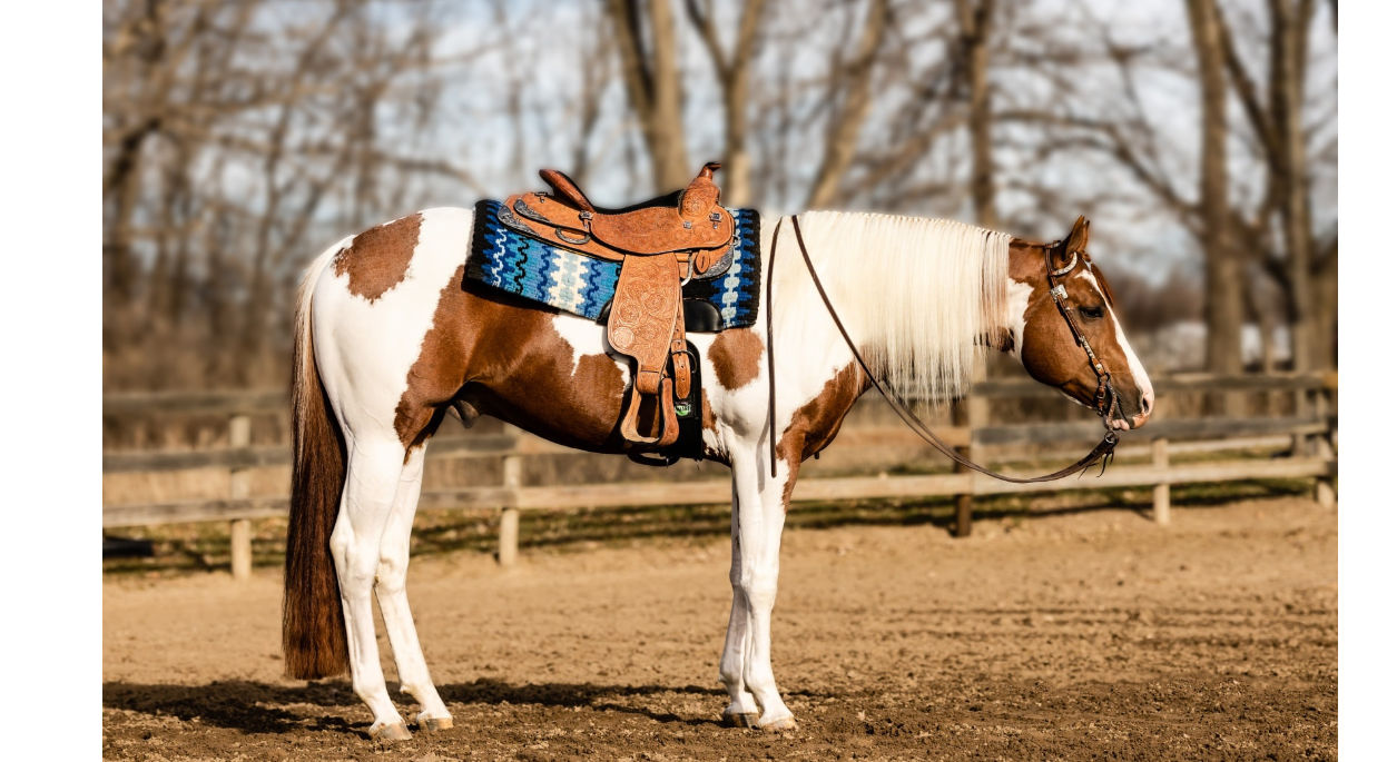 HesPrettySensational - a brown and white horse