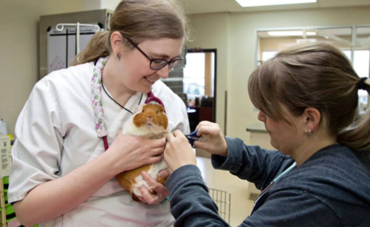 Park Veterinary Centre Exam Room