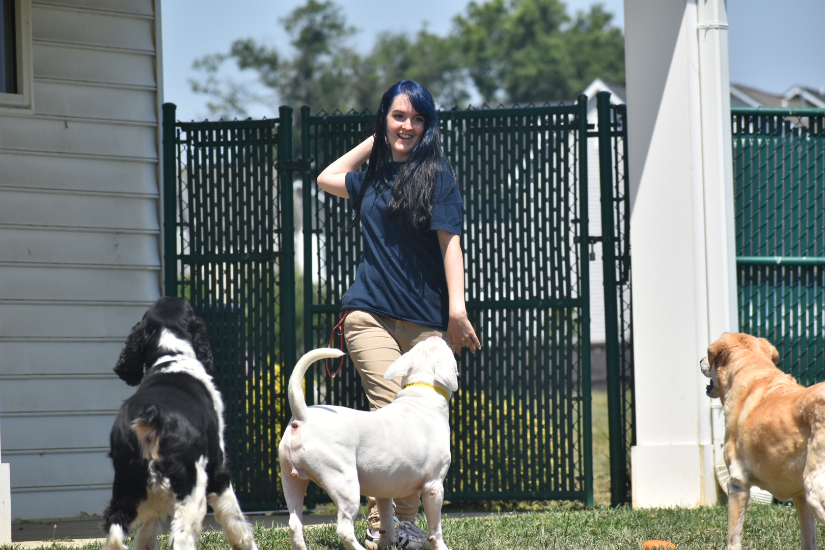 Employee getting ready to throw ball in game of fetch, to three dogs as Blue Ridge Pet Resort.