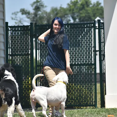 Employee getting ready to throw ball in game of fetch, to three dogs as Blue Ridge Pet Resort. Employee getting ready to throw ball in game of fetch, to three dogs as Blue Ridge Pet Resort.