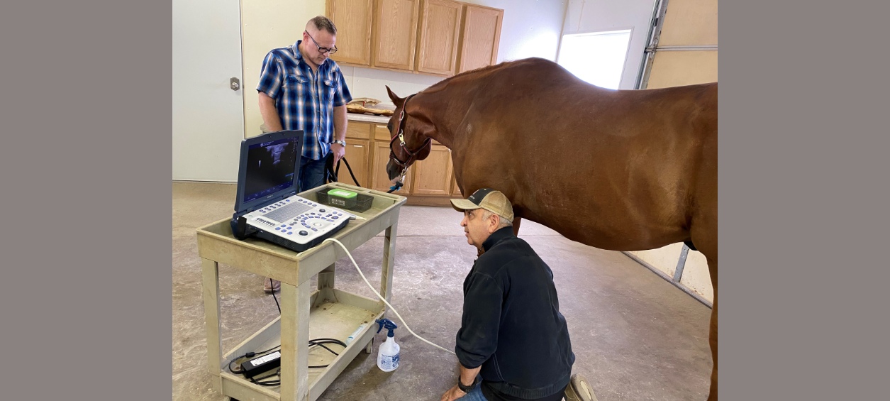 Dr. Abraham conducting an equine ultrasound