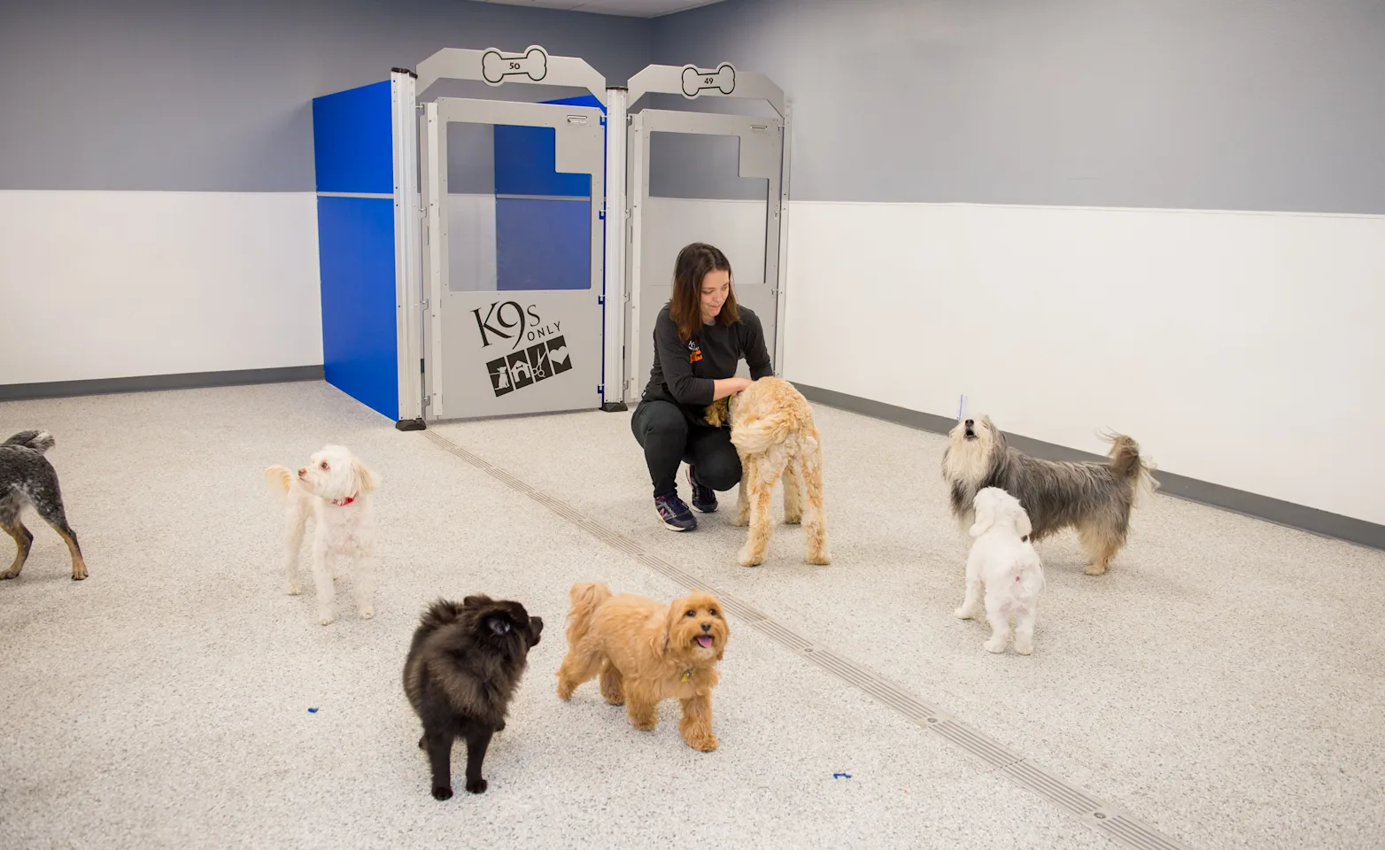 Small indoor yard at K9s Only for daycare