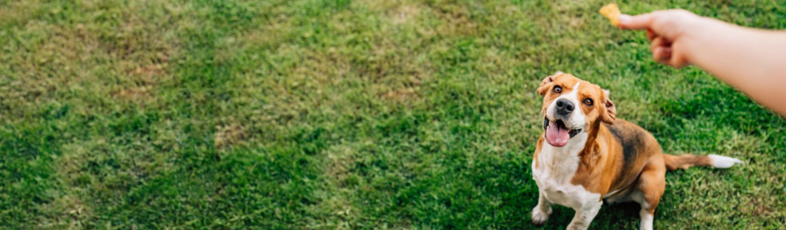 Owner Giving Dog a Treat