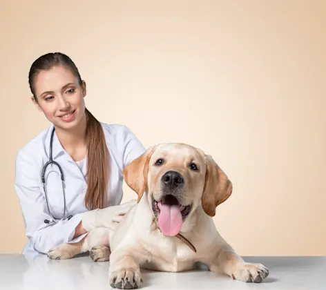 Dog laying on table with tongue out. Dog laying on table with tongue out.
