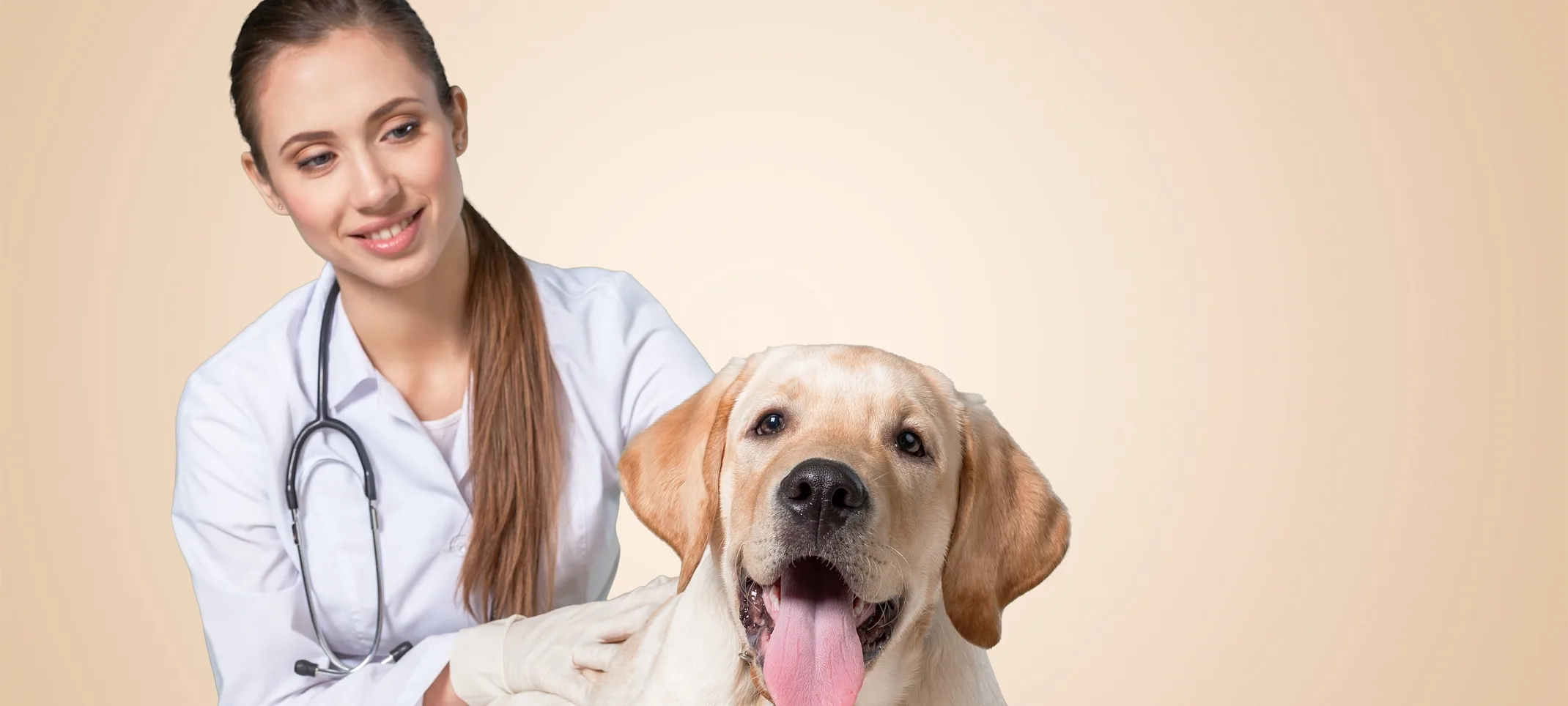 Dog laying on table with tongue out. Dog laying on table with tongue out.