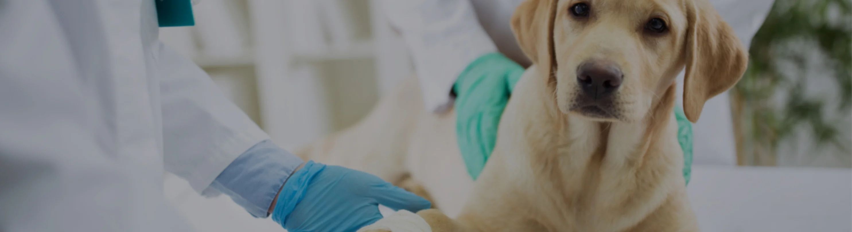 Yellow dog getting its paw bandaged by two staff members Yellow dog getting its paw bandaged by two staff members