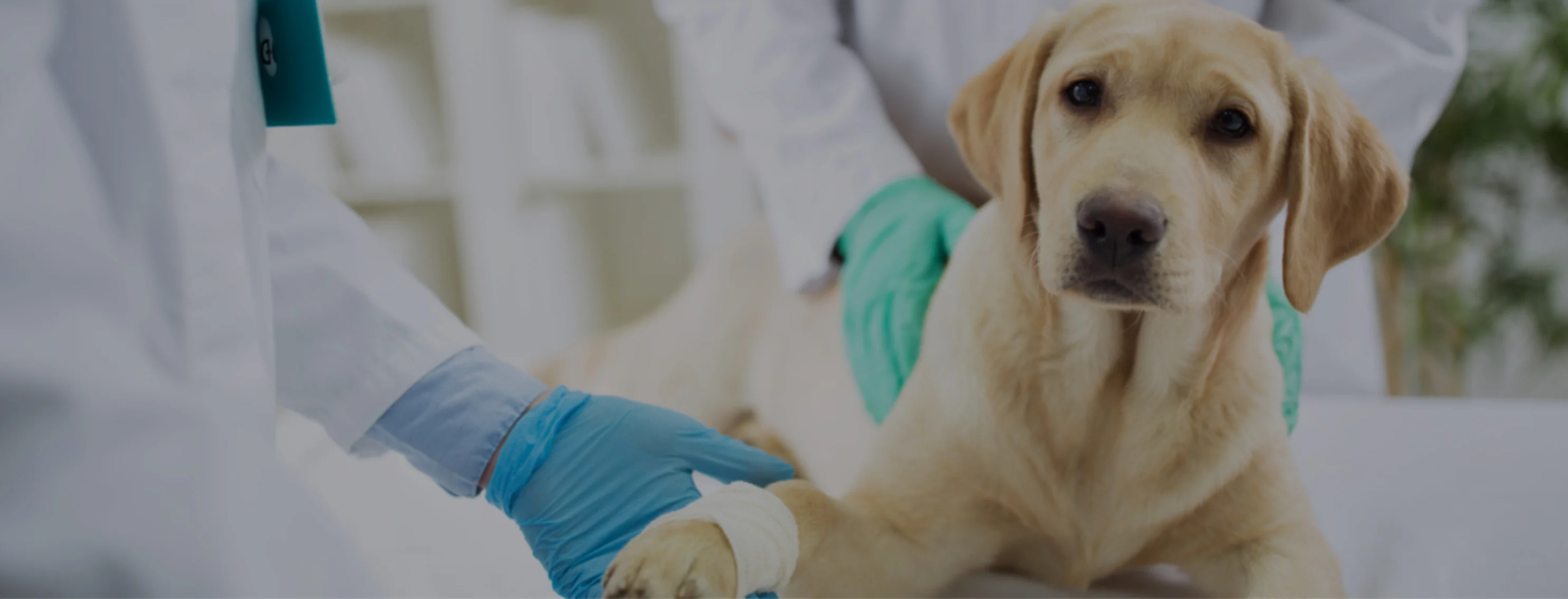 Yellow dog getting its paw bandaged by two staff members Yellow dog getting its paw bandaged by two staff members