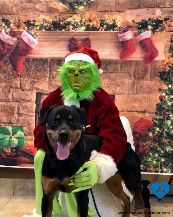 Duke with The Grinch at Hanover Park Animal Care Center