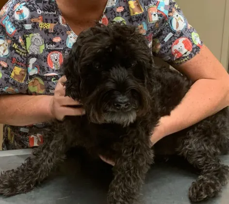 Staff member caring for a black fluffy dog on a table