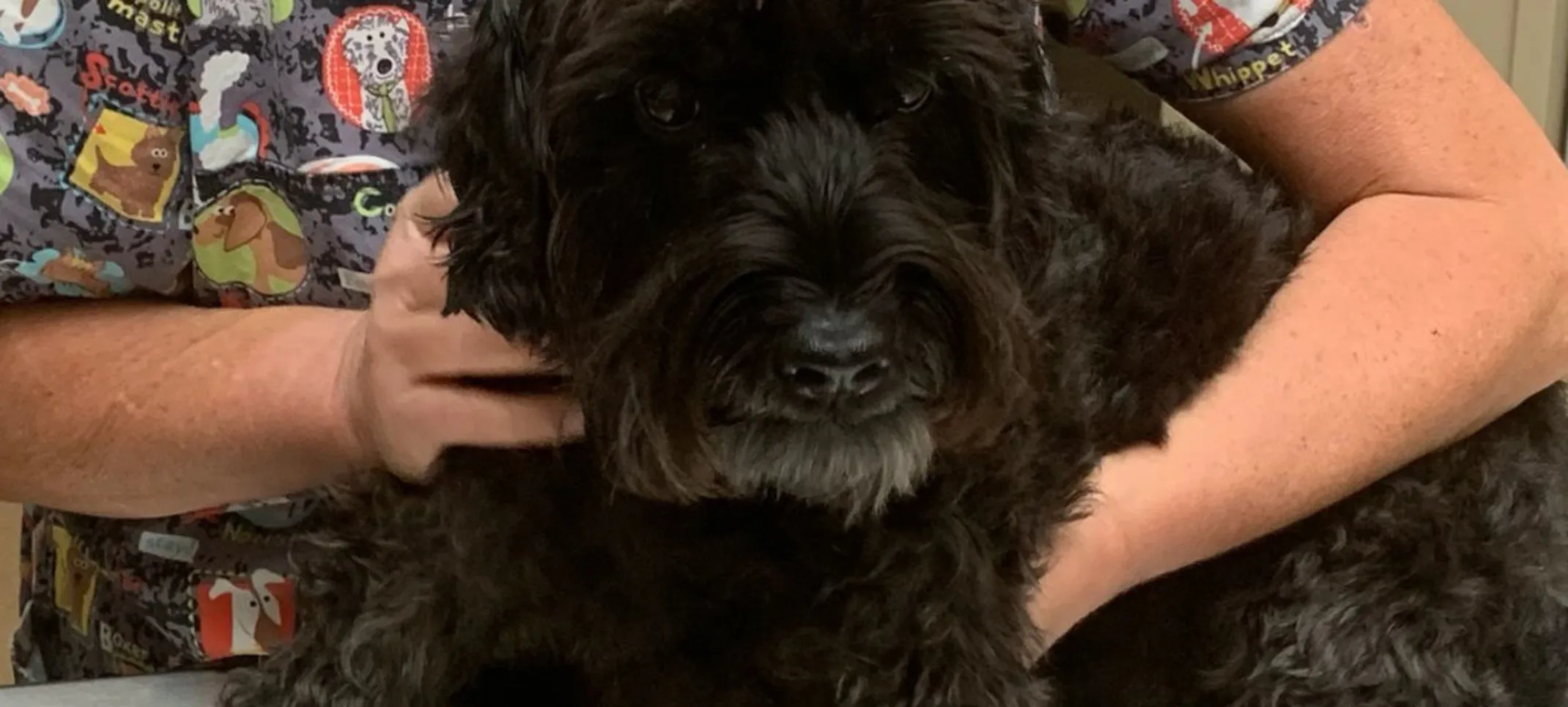 Staff member caring for a black fluffy dog on a table Staff member caring for a black fluffy dog on a table