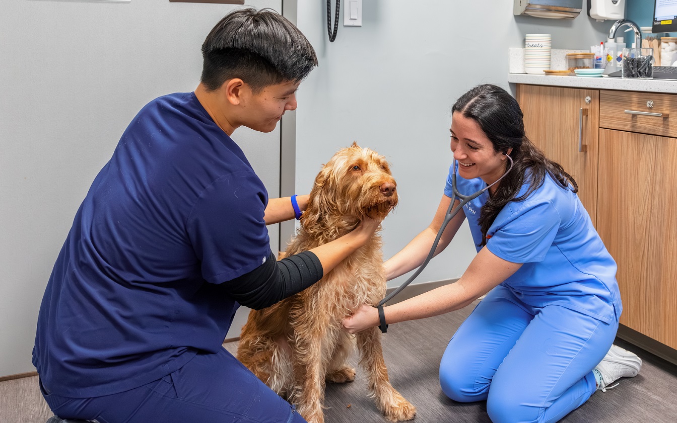 Dr. LoPresti listening to dog's heart