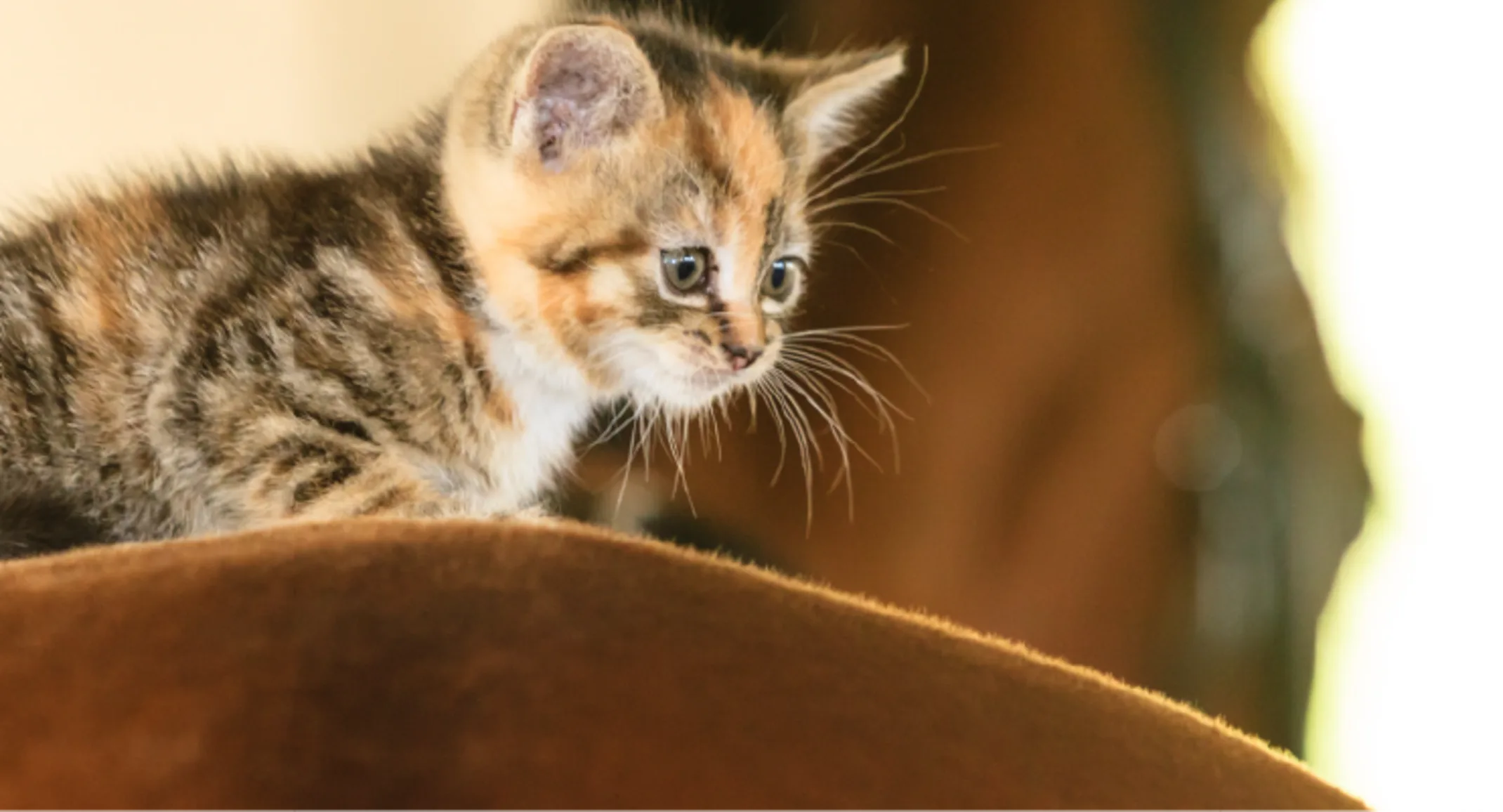 Cat sitting atop a horse's back Cat sitting atop a horse's back