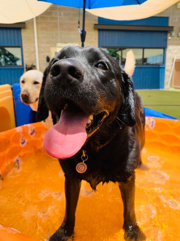 Big dog in pool