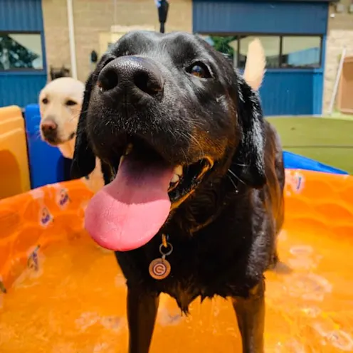 Big dog in pool Big dog in pool
