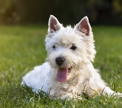 White dog laying in grass