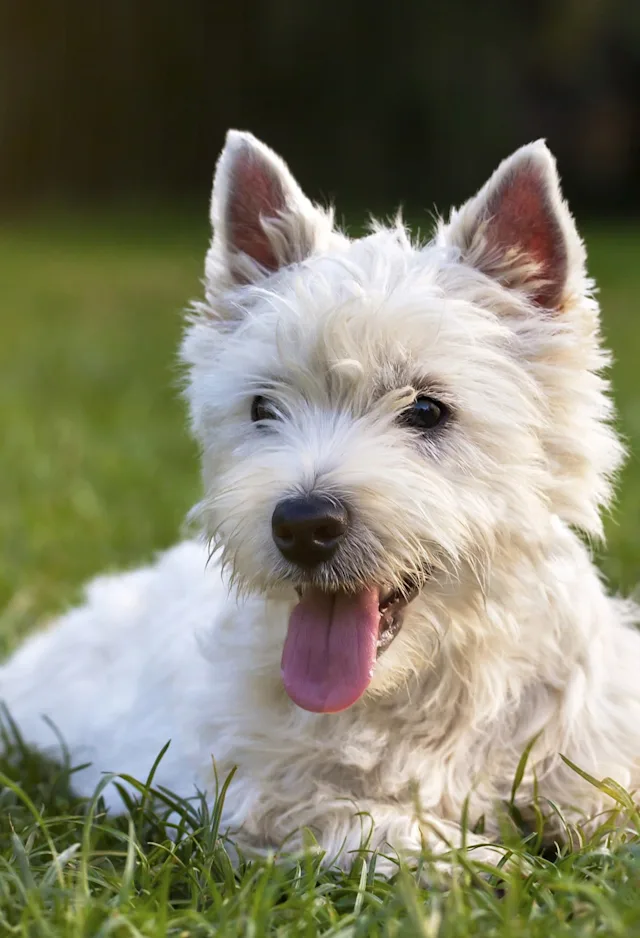 White dog laying in grass White dog laying in grass