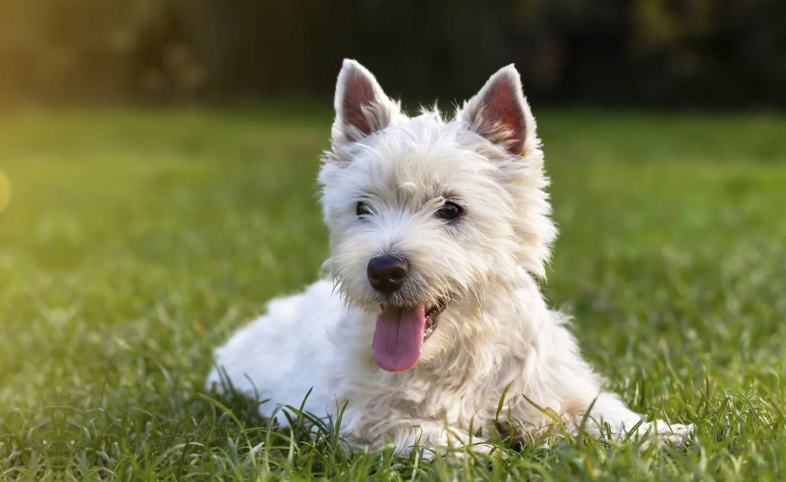 White dog laying in grass