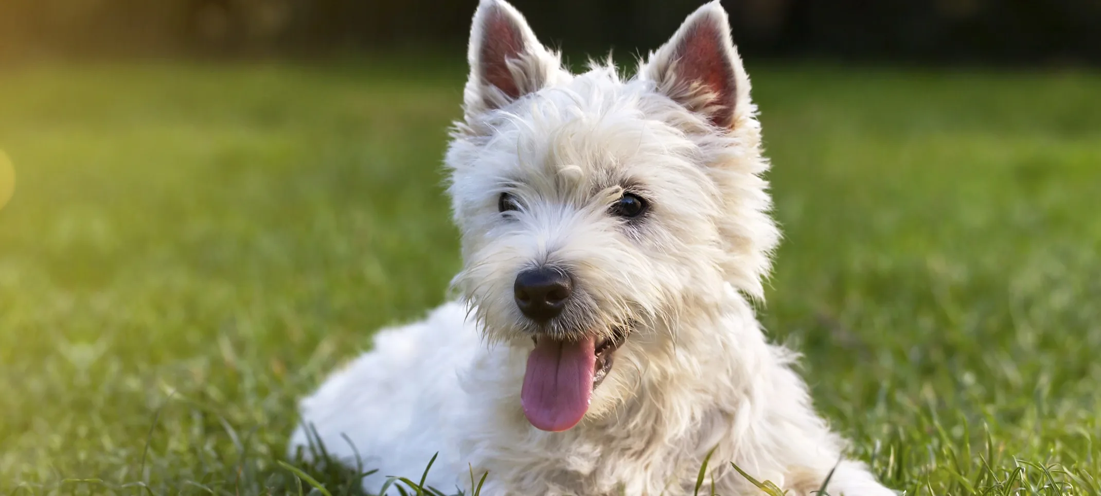 White dog laying in grass