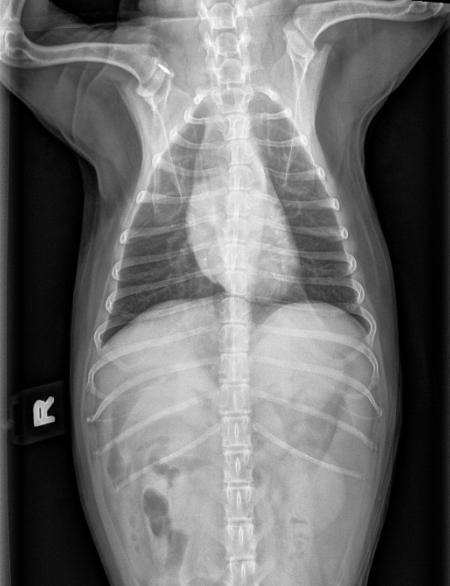x-ray image of ribcage of animal
