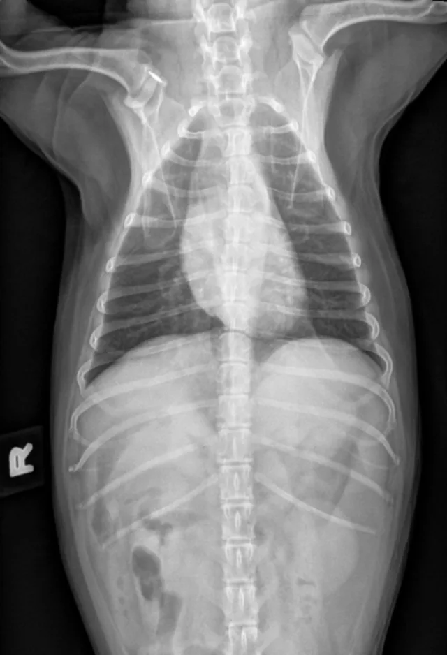 x-ray image of ribcage of animal x-ray image of ribcage of animal