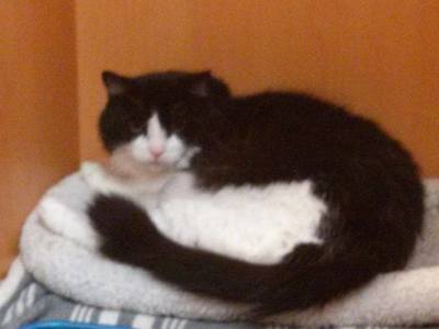 Black and white fluffy cat laying on cat bed