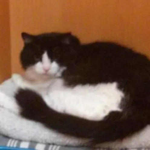 Black and white fluffy cat laying on cat bed