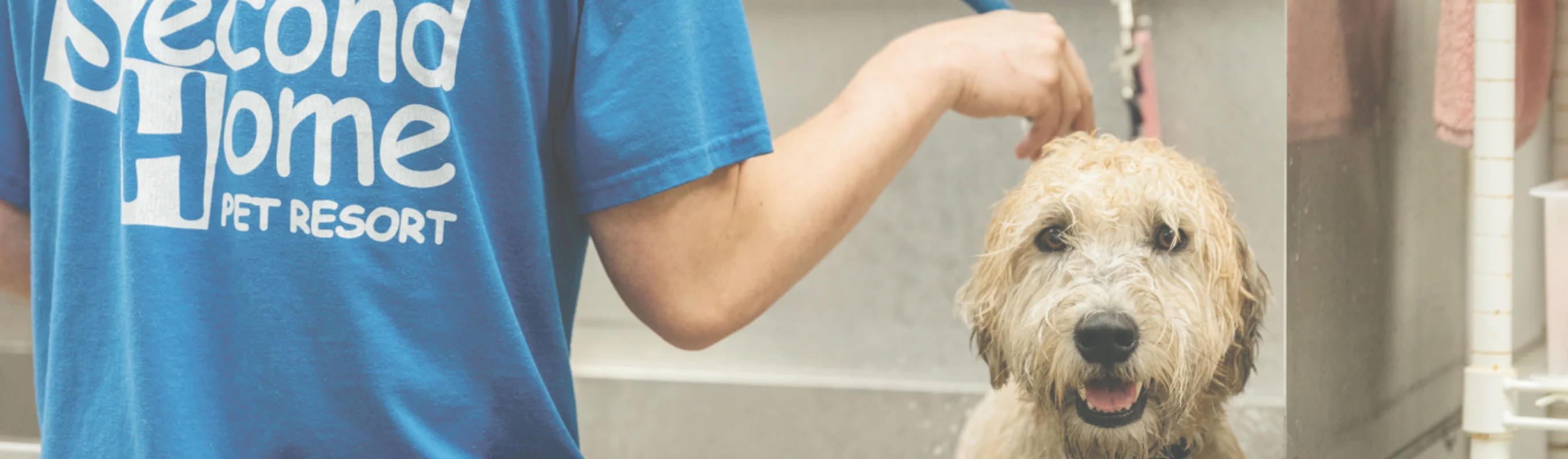 dogs staff grooming dogs staff grooming