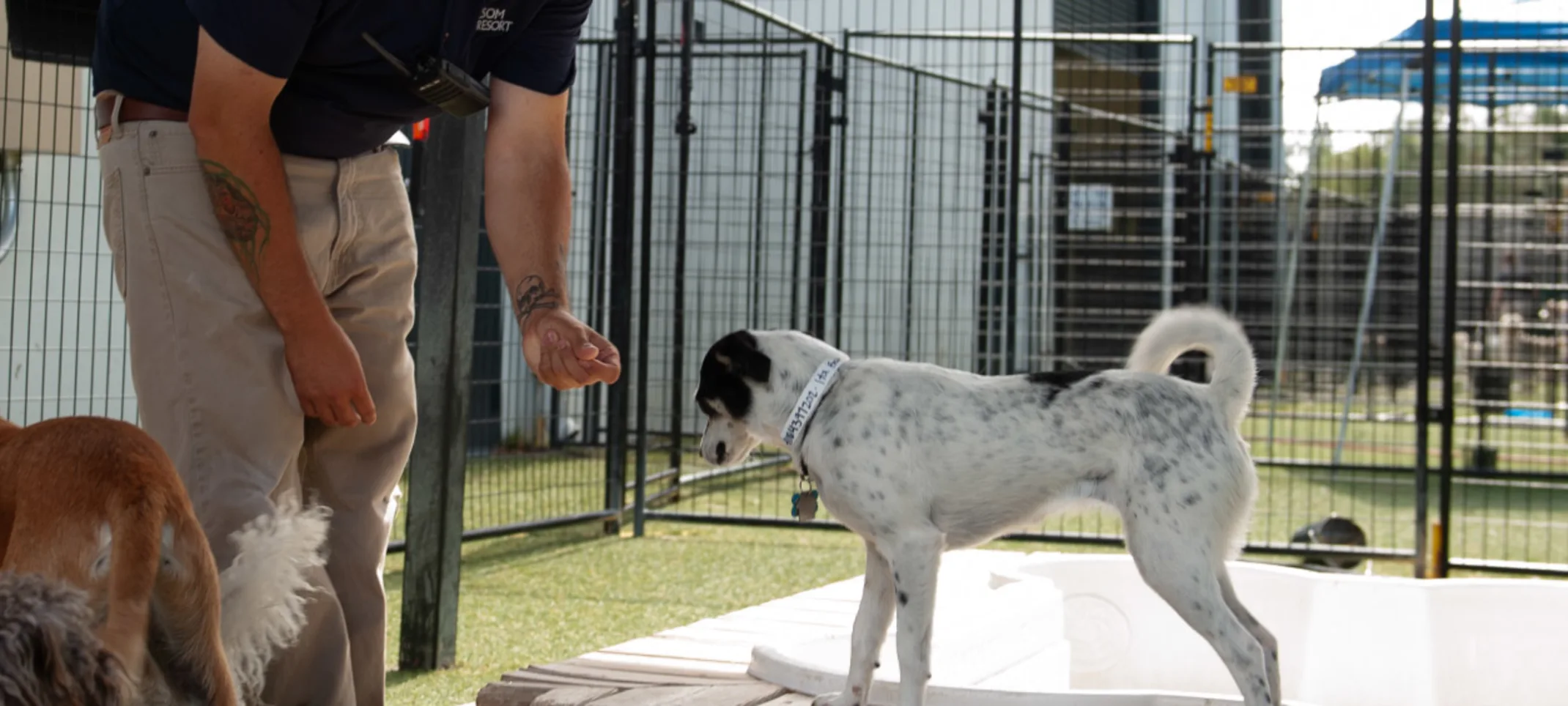Puppy being trained Puppy being trained