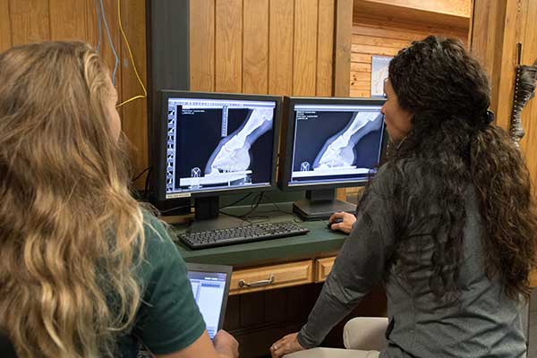 Vets analyzing Scan of Horse