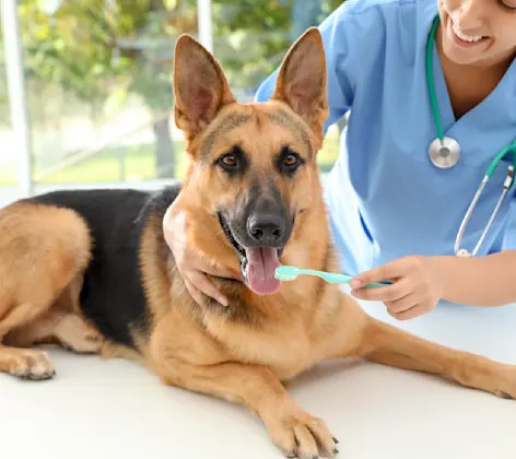 Veterinarian about to conduct teeth cleaning for a German shepherd laying down