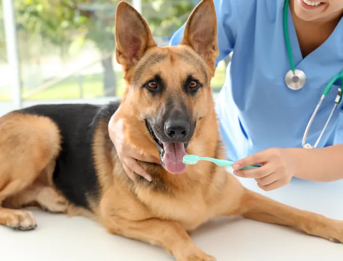 Veterinarian about to conduct teeth cleaning for a German shepherd laying down