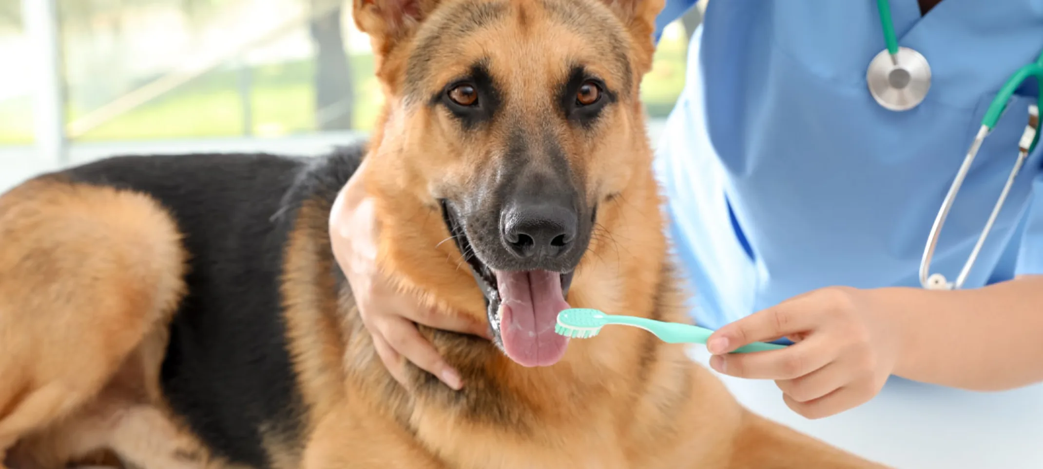 Veterinarian about to conduct teeth cleaning for a German shepherd laying down