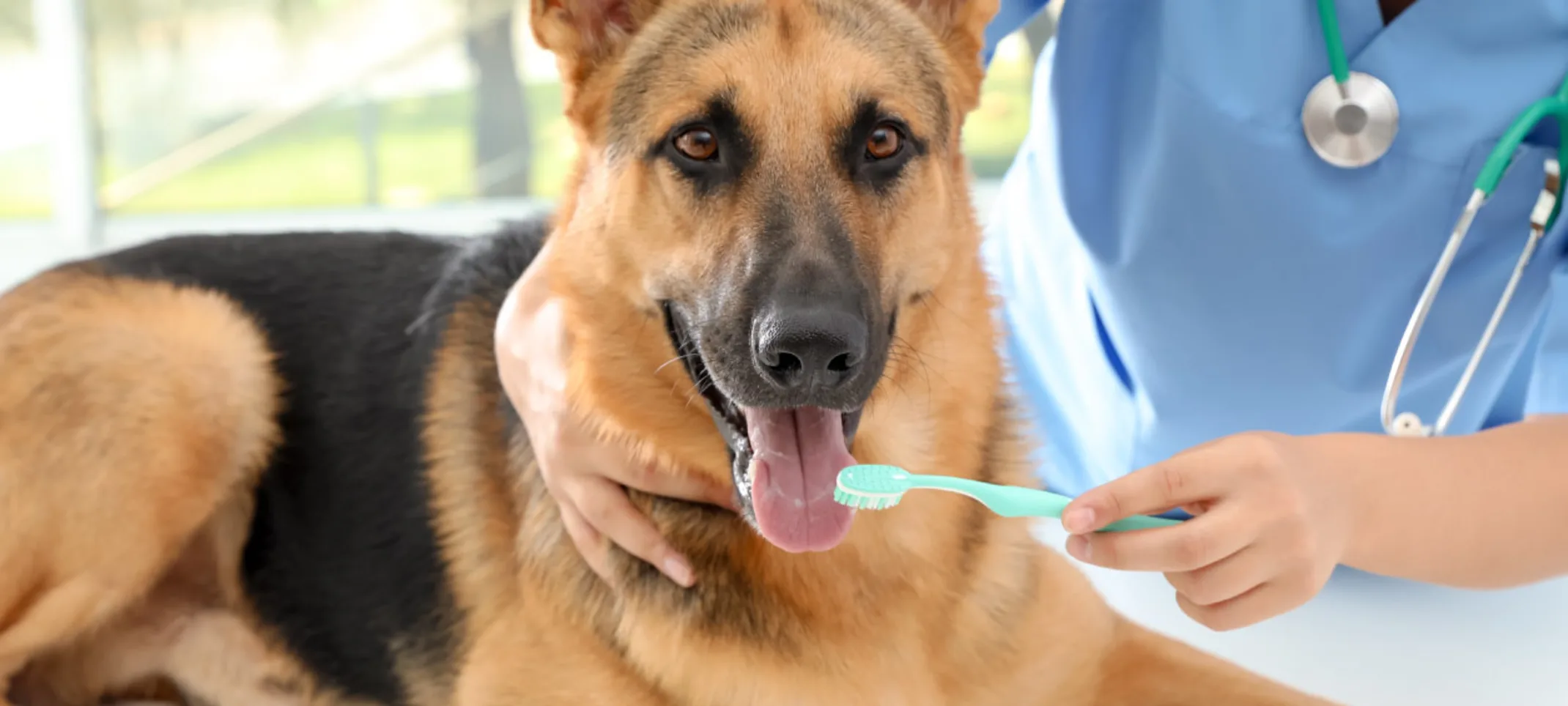 Veterinarian about to conduct teeth cleaning for a German shepherd laying down